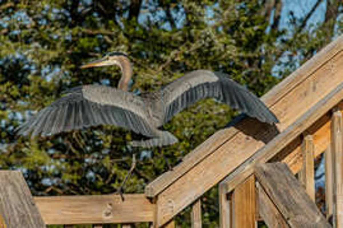 A serene nature-view image featuring a great blue heron standing near a wooden staircase that leads into the lush natural setting. The scene is vibrant with birdwatching and a sense of tranquility, highlighting the area’s wildlife and accessibility.